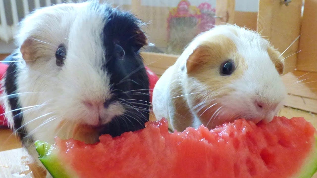 Guinea Pigs Eat Watermelon