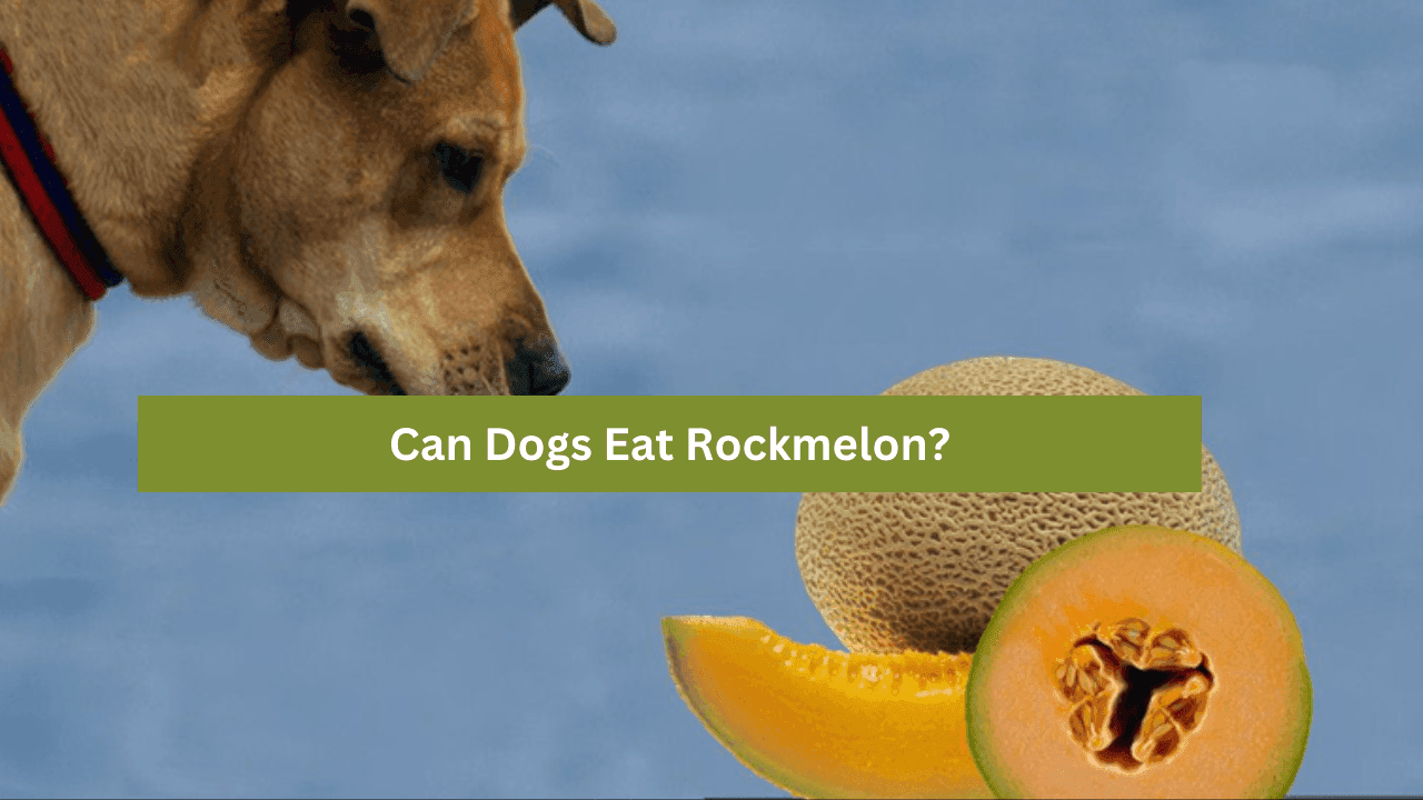 Can Dogs Eat Rockmelon? Everything You Need to Know