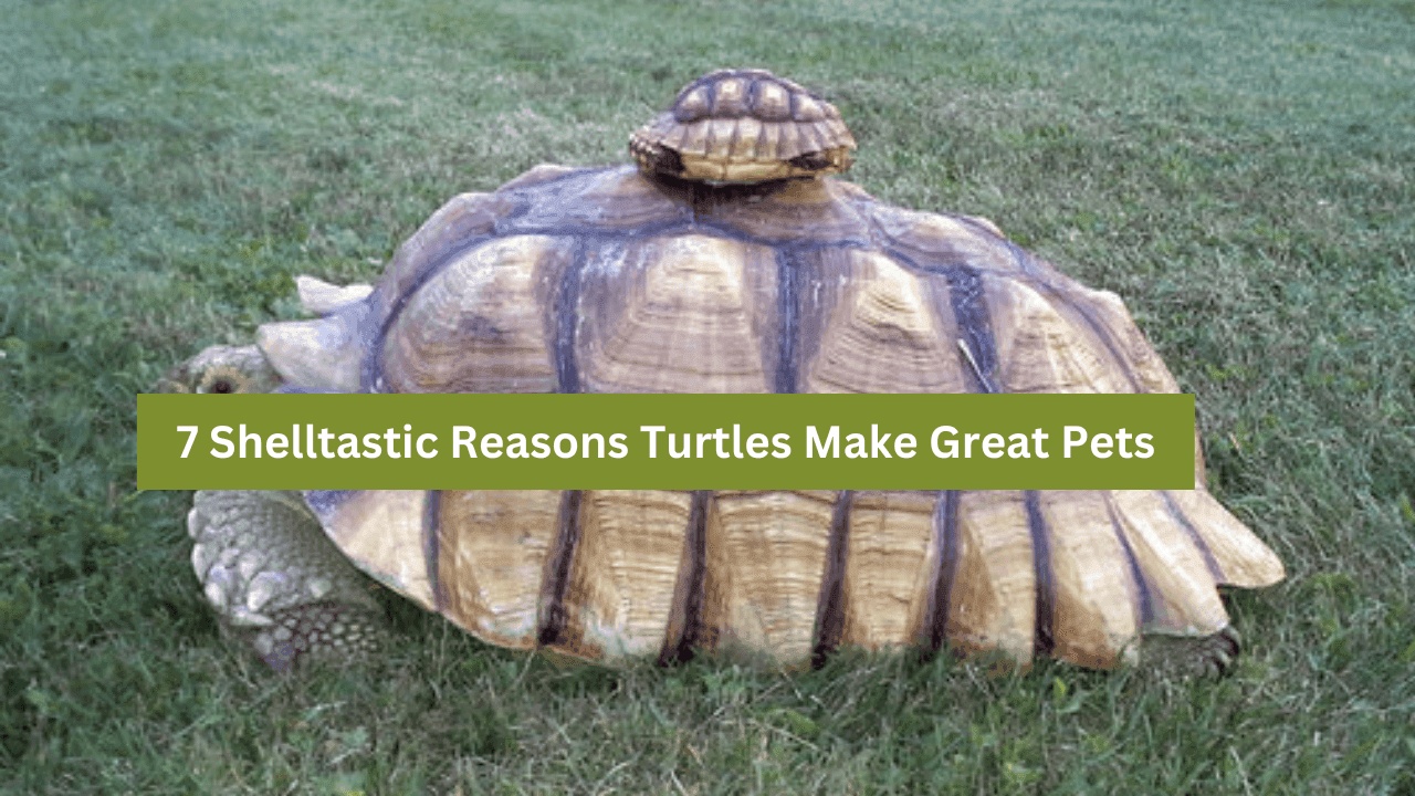 Turtles Make Great Pets