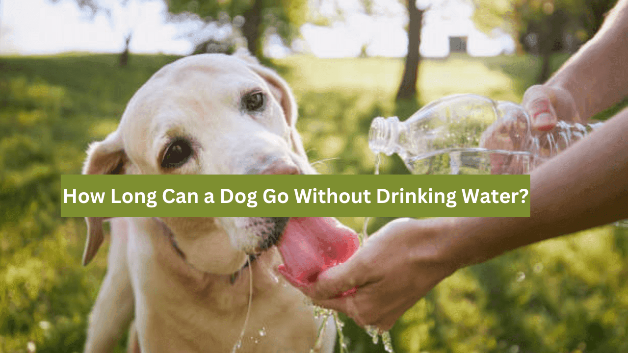 How Long Can a Dog Go Without Drinking Water?