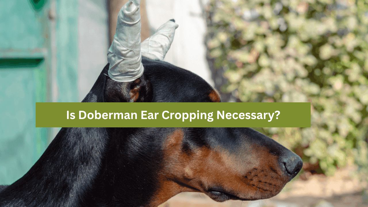 Is Doberman Ear Cropping Necessary? A Detailed Exploration