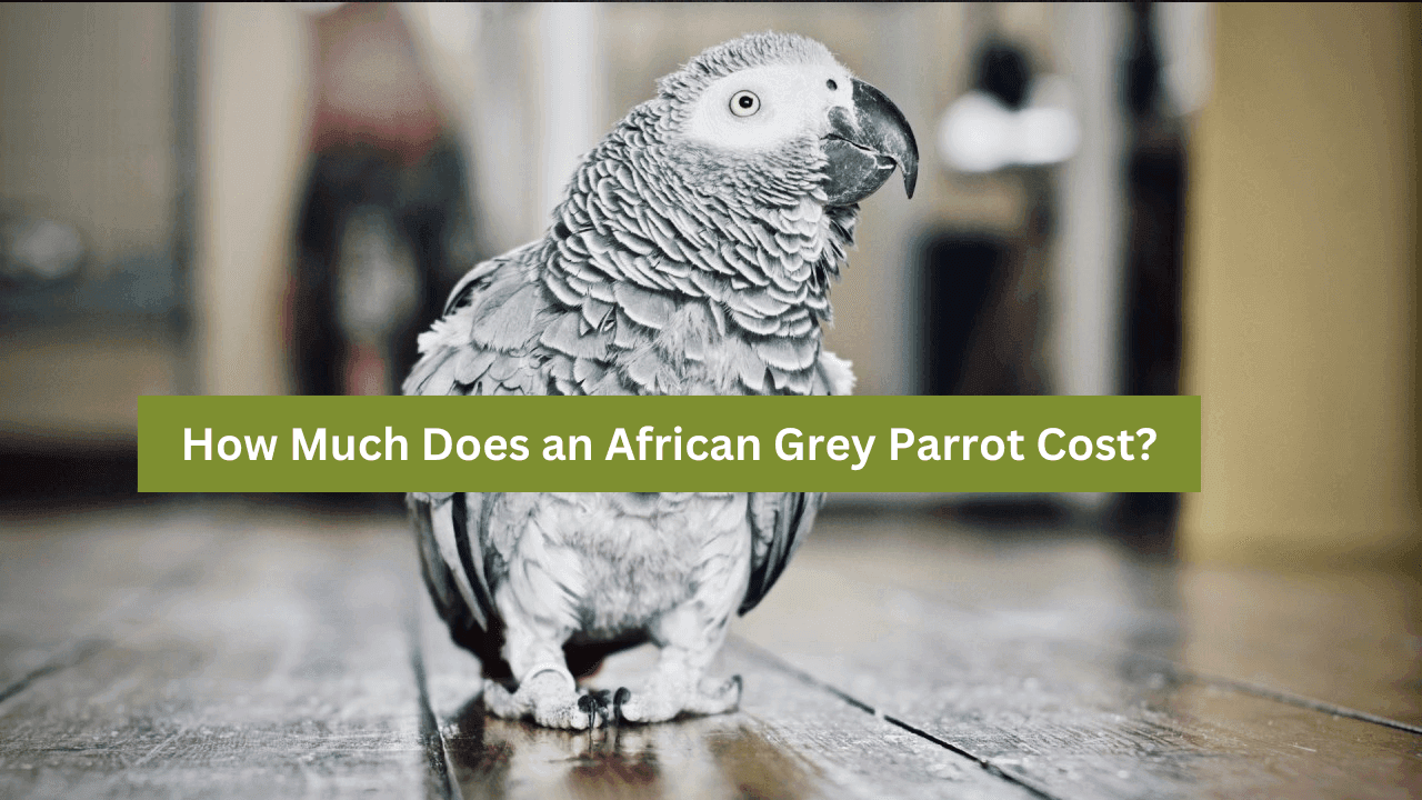 African Grey Parrot Cost