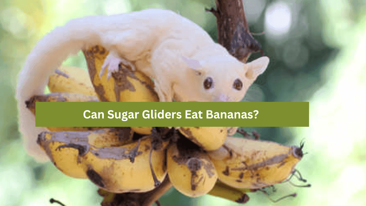 Can Sugar Gliders Eat Bananas? A Complete Guide for Owners