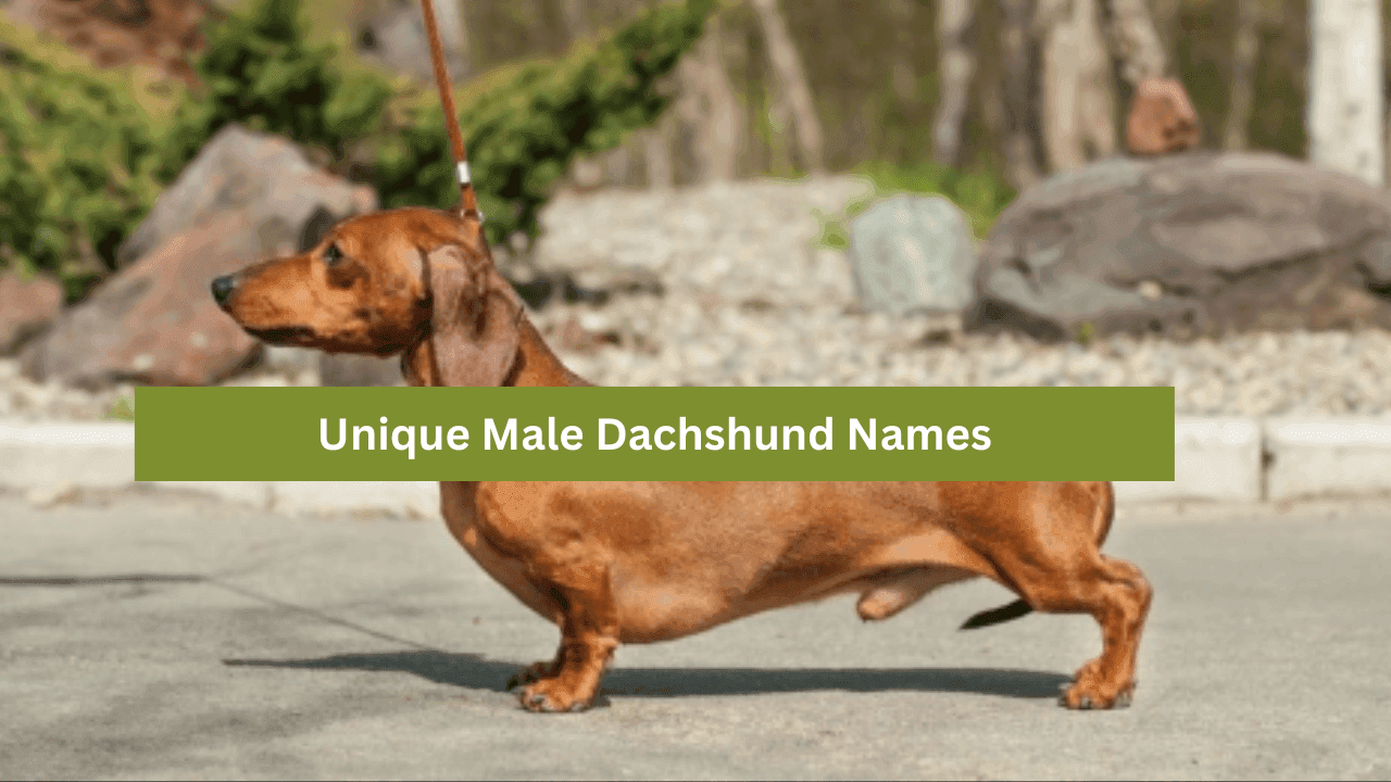 Unique Male Dachshund Names: Finding the Perfect Fit for Your Pup