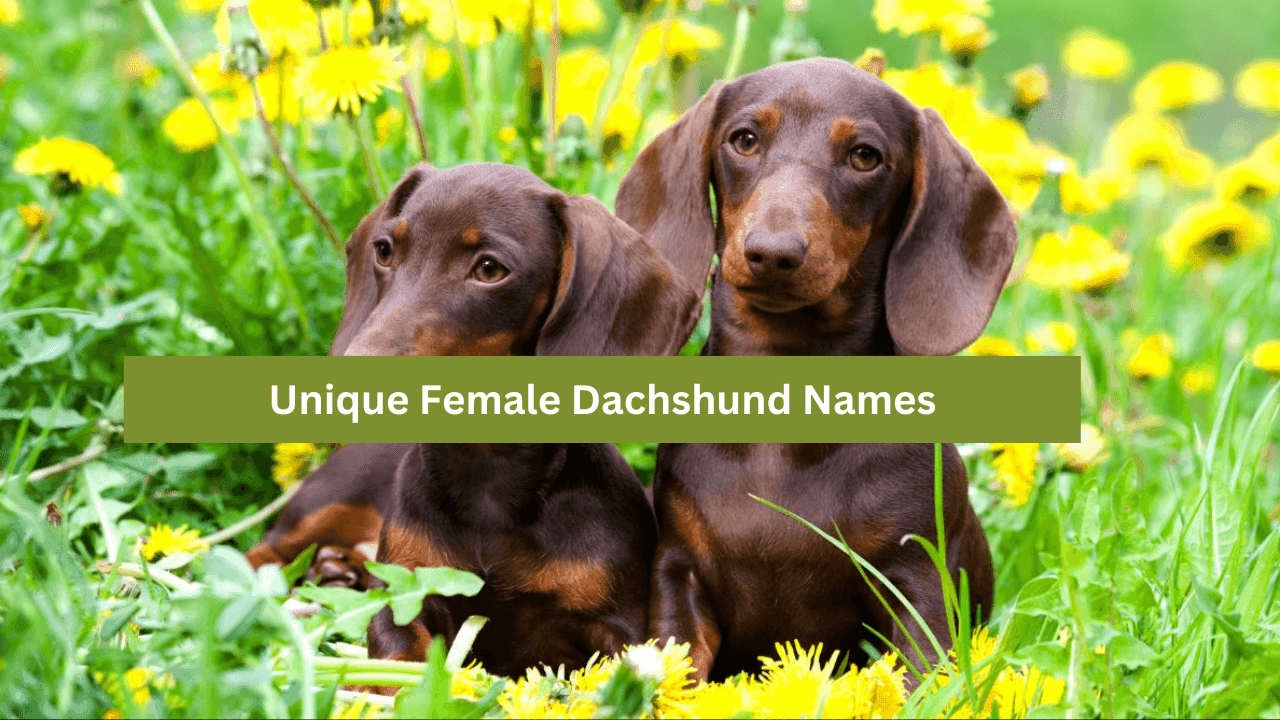 Female Dachshund Names