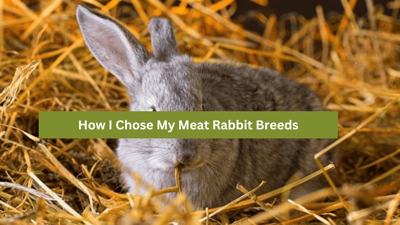 How I Chose My Meat Rabbit Breeds (What Breeds I Chose and Why)