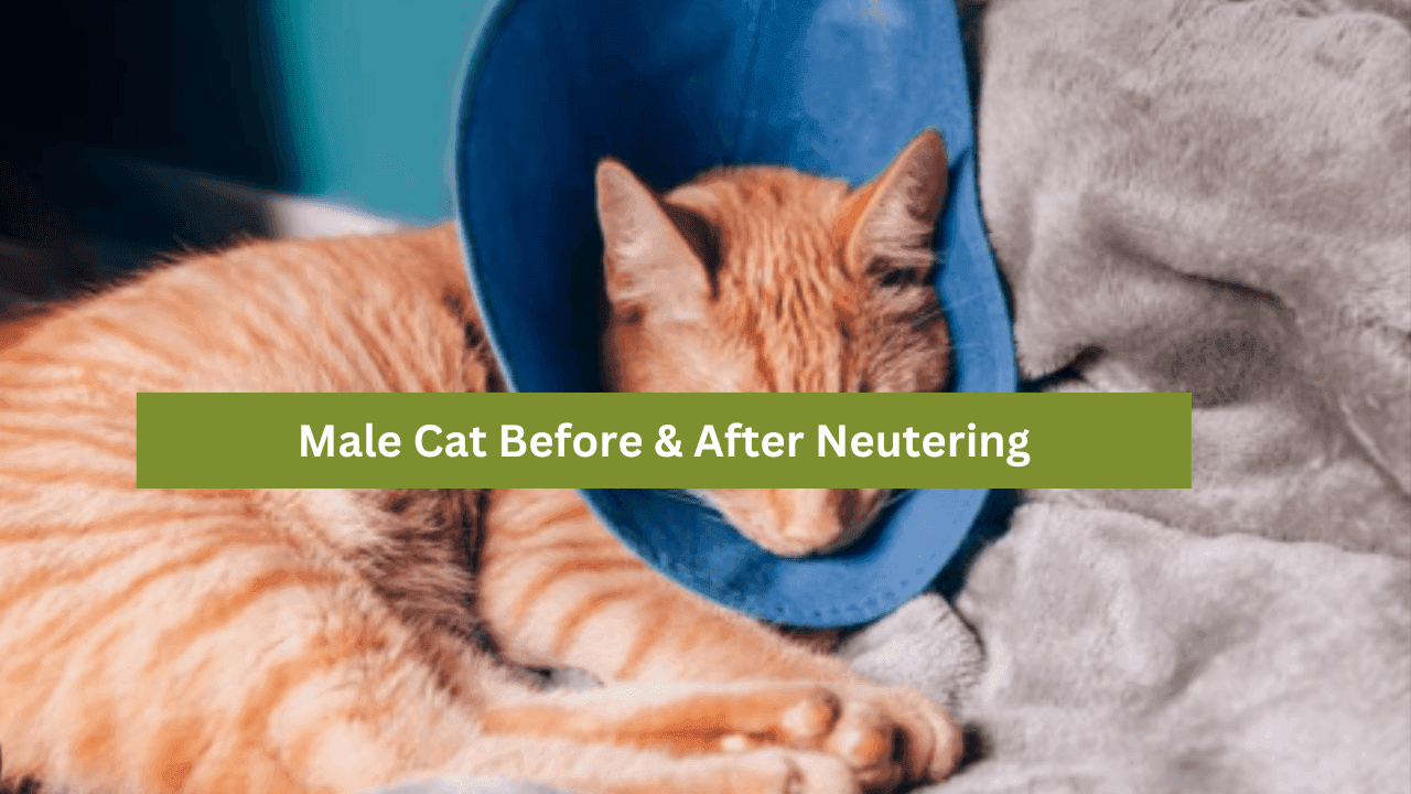 Male Cat Before & After Neutering