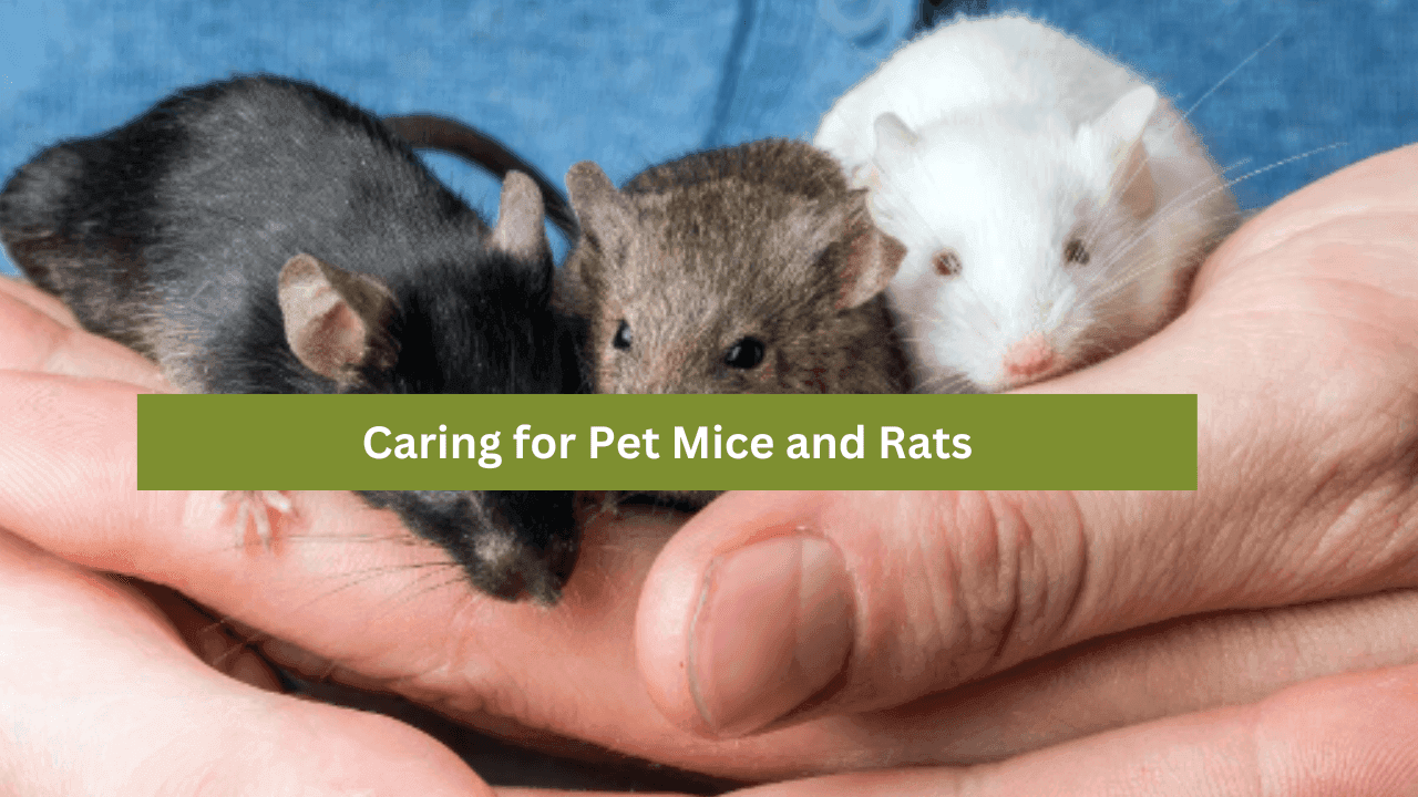 Caring for Pet Mice and Rats: A Complete Guide
