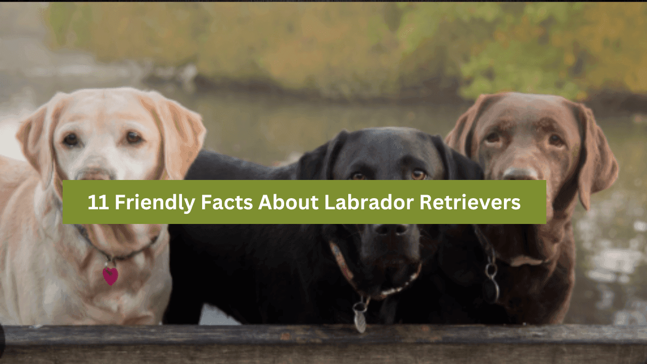 11 Friendly Facts About Labrador Retrievers