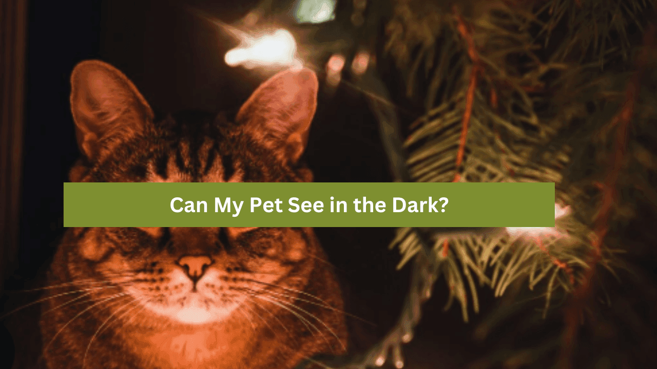 Can My Pet See in the Dark? The Truth About Pet Night Vision