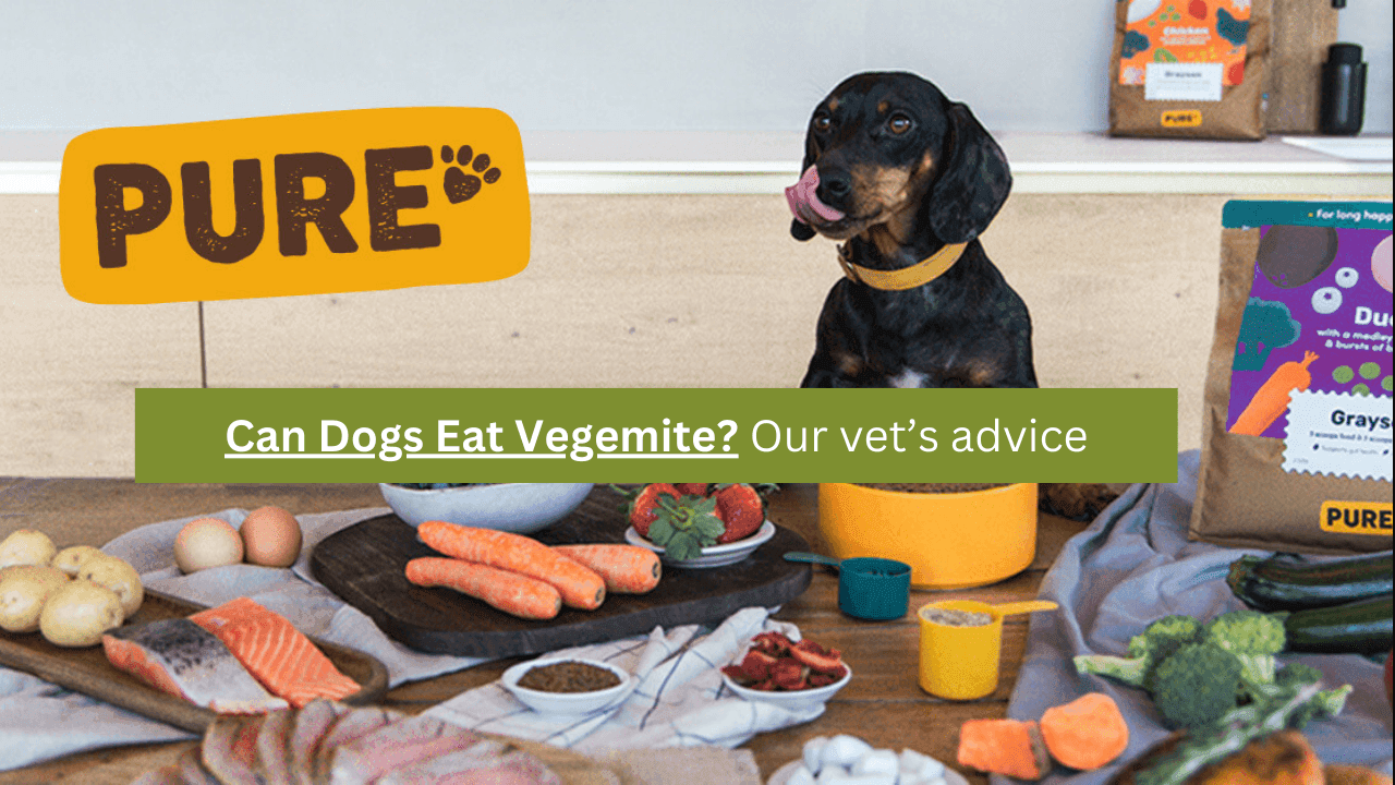 Can Dogs Eat Vegemite? Our Vet Explains the Risks and Benefits