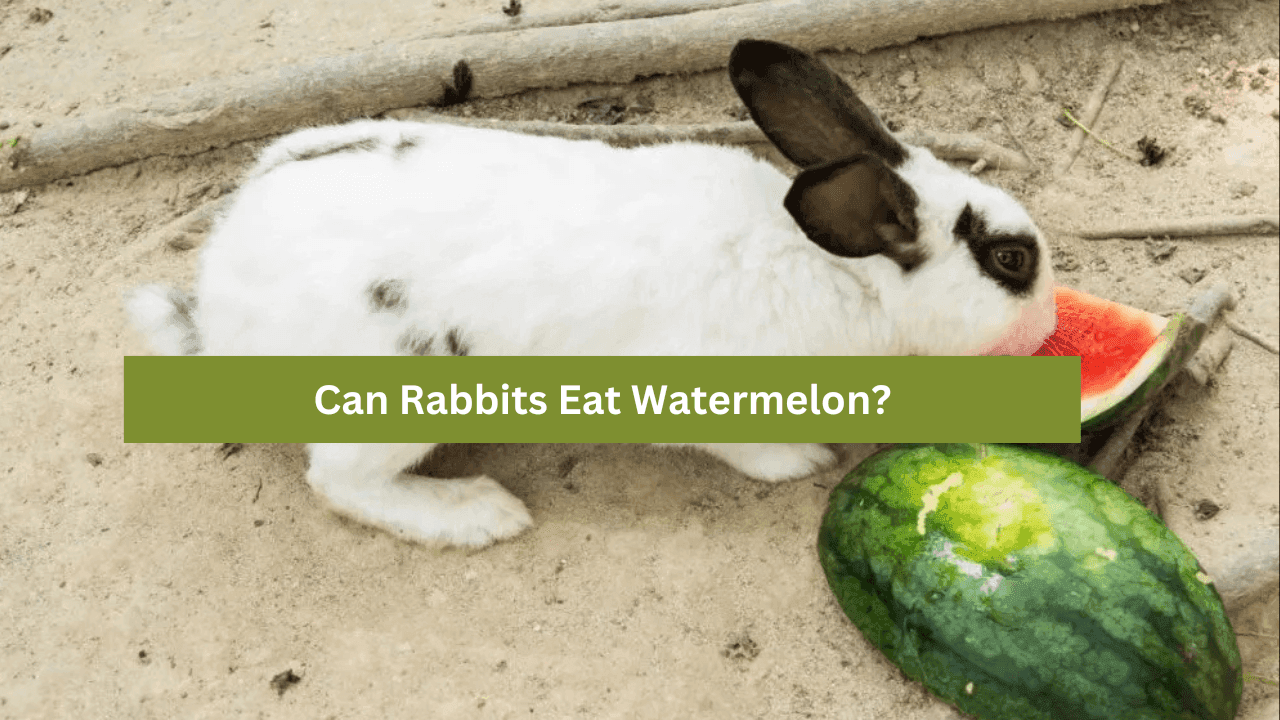 Can Rabbits Eat Watermelon? Exploring a Refreshing Treat