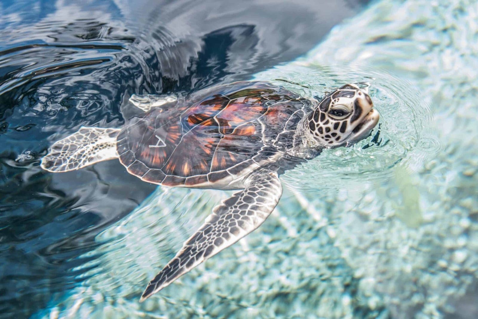 Hawaiian Sea Turtles Hold Their Breath