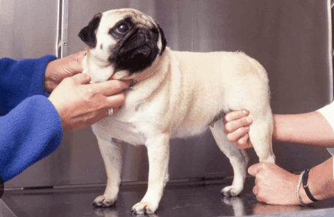 How to Strengthen an Old Dog’s Hind Legs