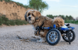 How to Strengthen an Old Dog’s Hind Legs