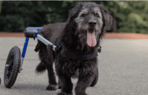 How to Strengthen an Old Dog’s Hind Legs