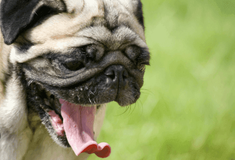 Why Is My Pet Sneezing