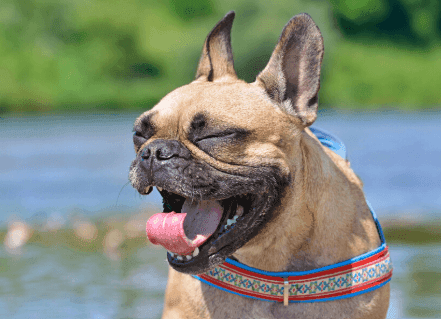 Why Is My Pet Sneezing