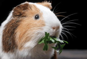 Guinea Pigs Eat Eucalyptus Leaves