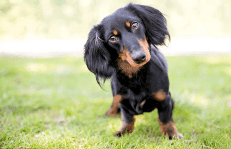 Dachshund Shedding
