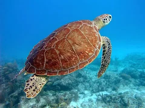 Hawaiian Sea Turtles Hold Their Breath
