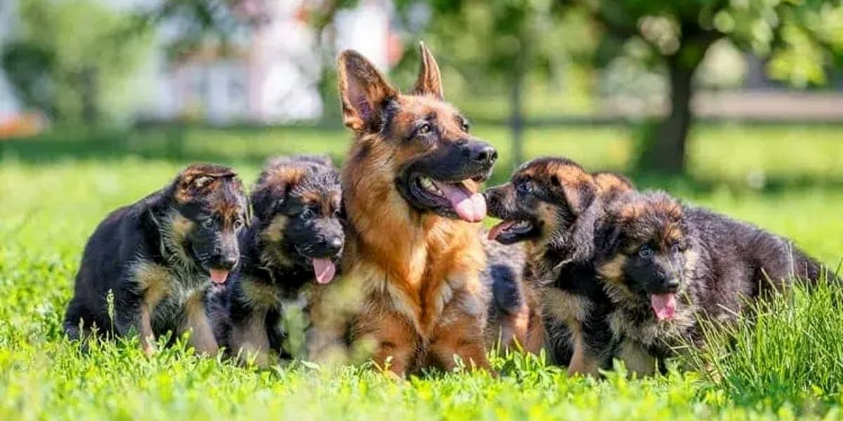 German Shepherd Breeding