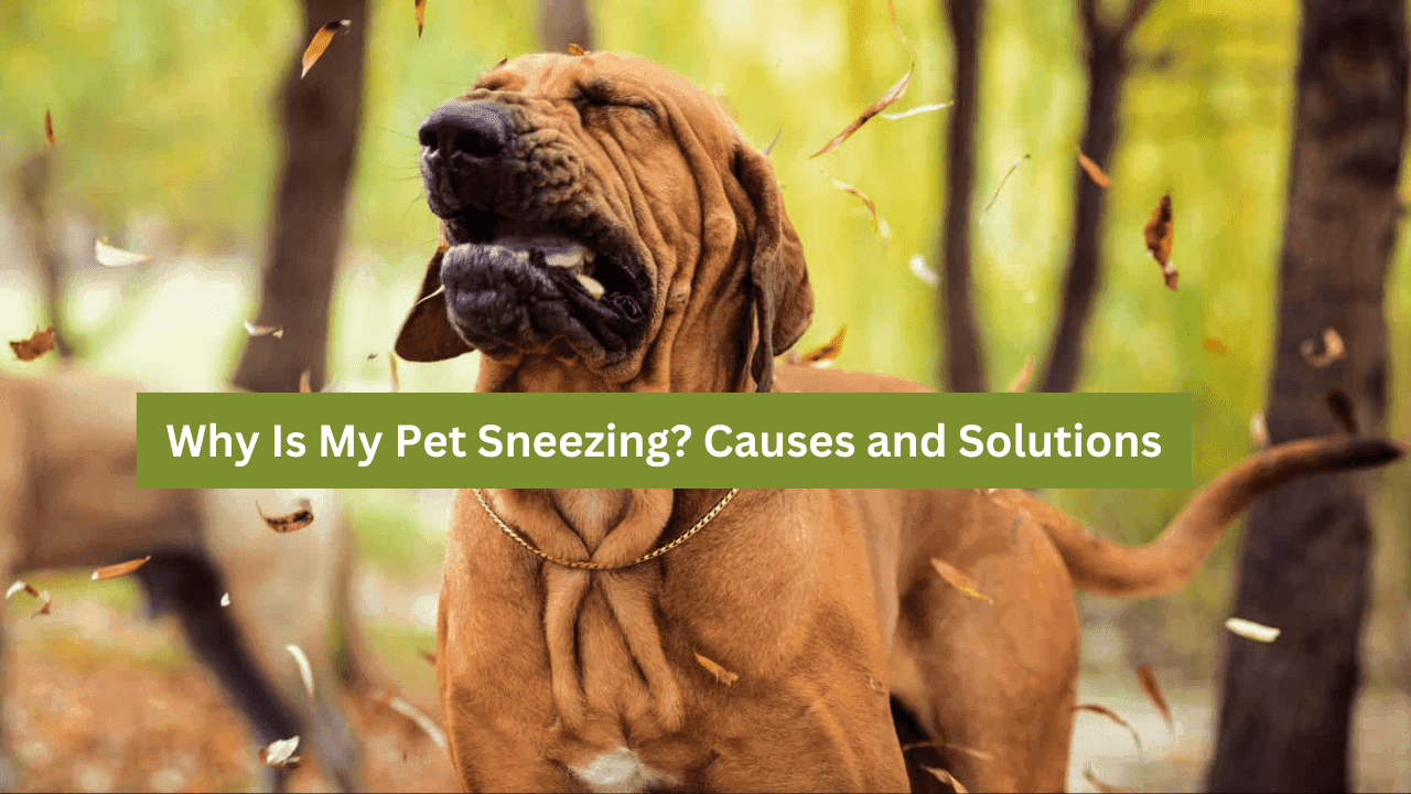 Pet Sneezing