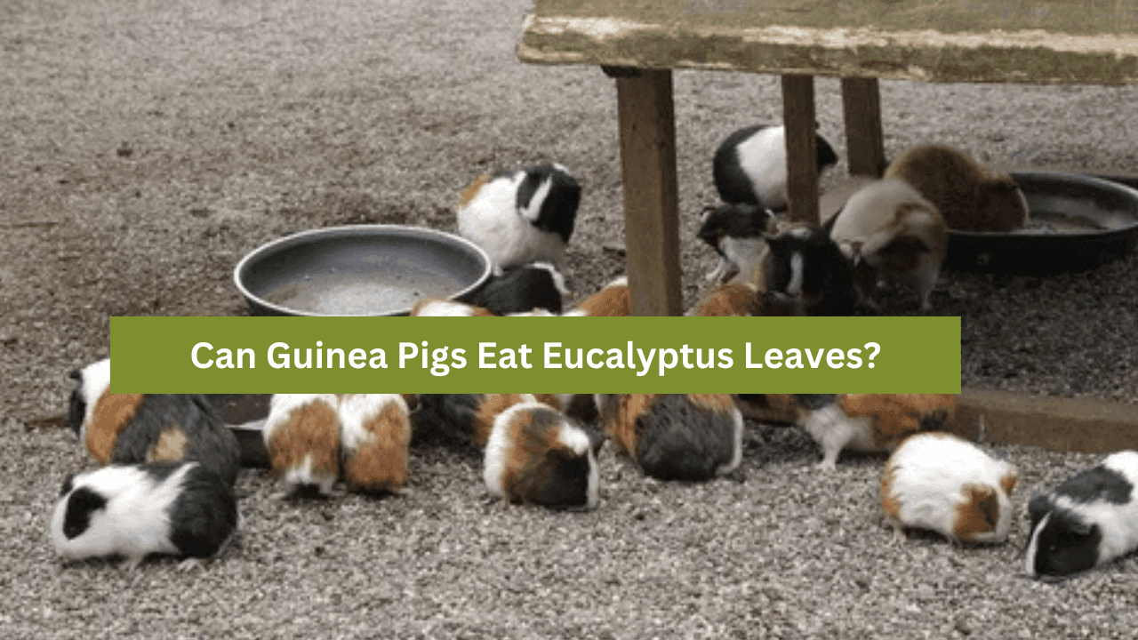 Can Guinea Pigs Eat Eucalyptus Leaves?