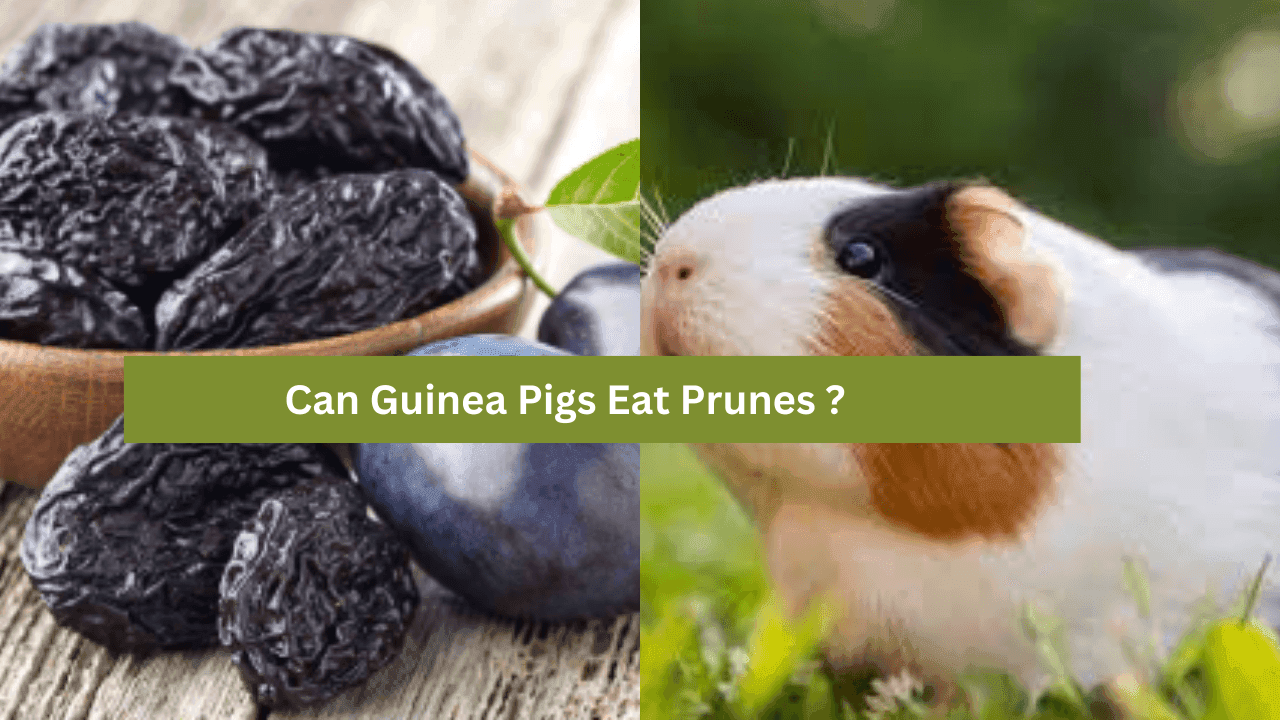 Can Guinea Pigs Eat Prunes? A Comprehensive Guide to Safe Snacking