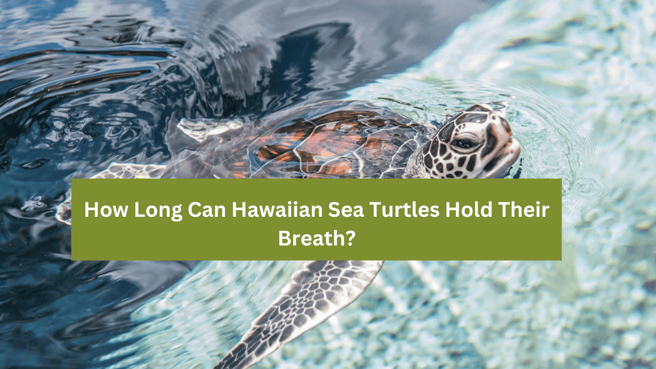 Hawaiian Sea Turtles Hold Their Breath
