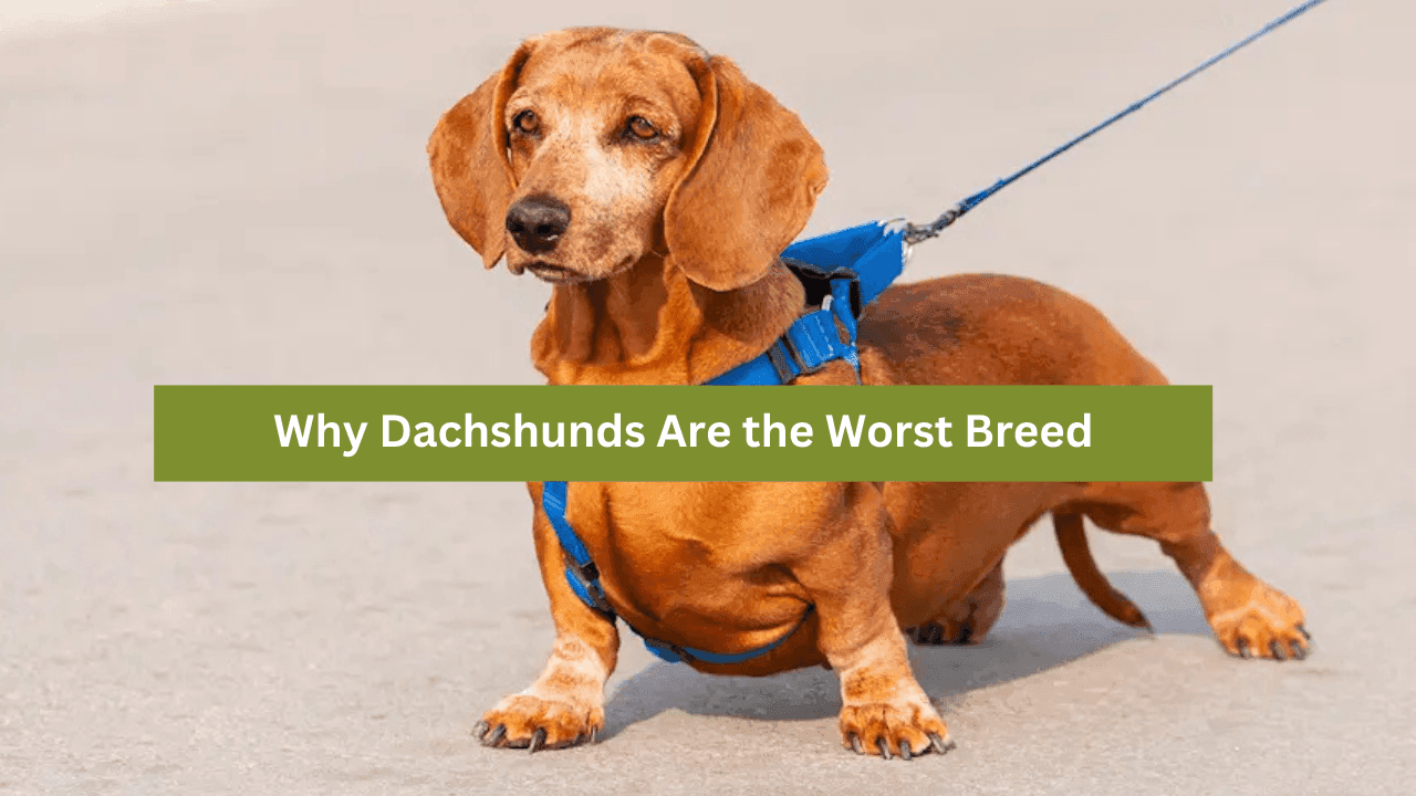 Why Dachshunds Are the Worst Breed: A Detailed Analysis
