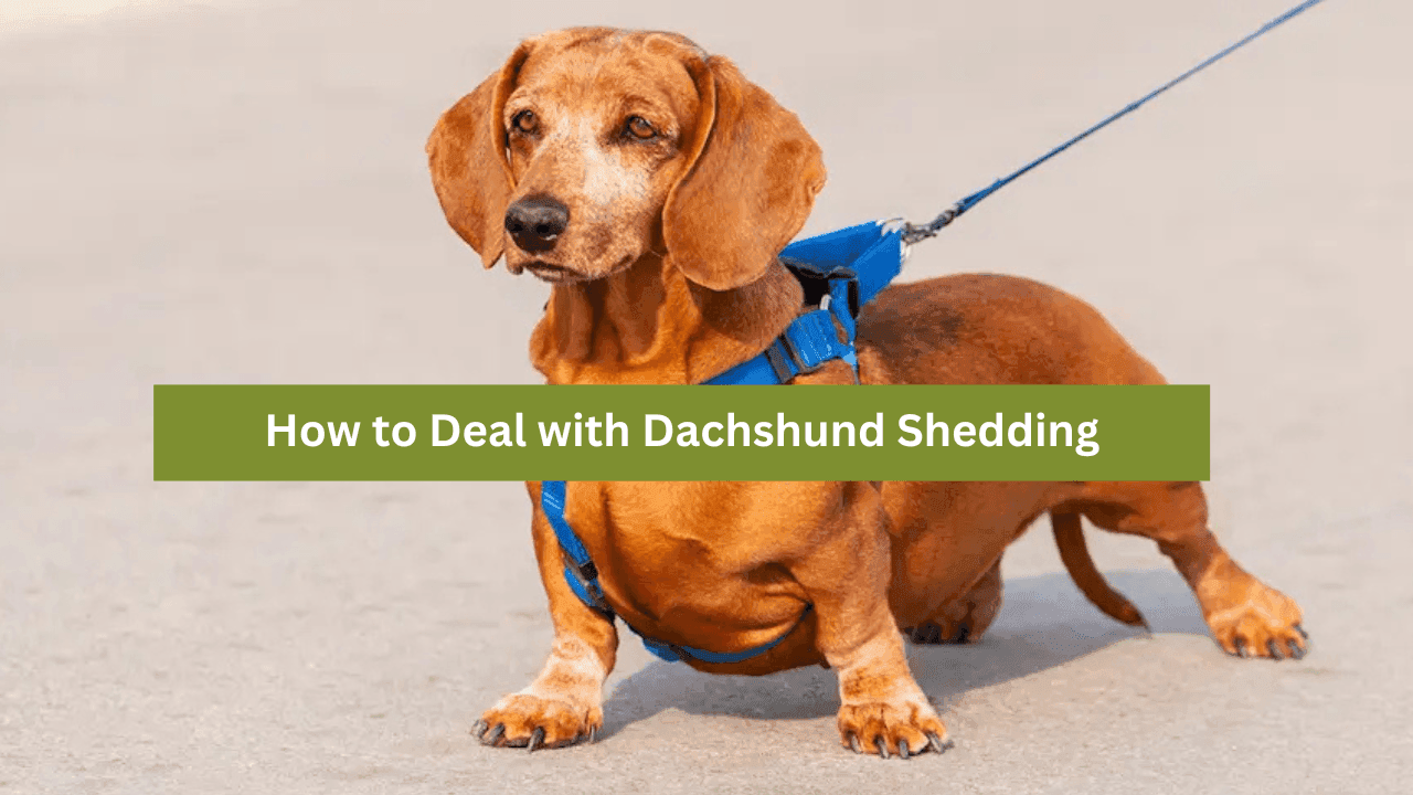 How to Deal with Dachshund Shedding
