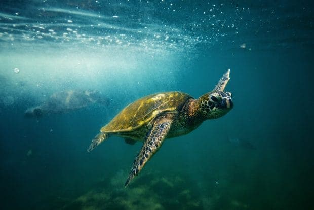 Hawaiian Sea Turtles Hold Their Breath