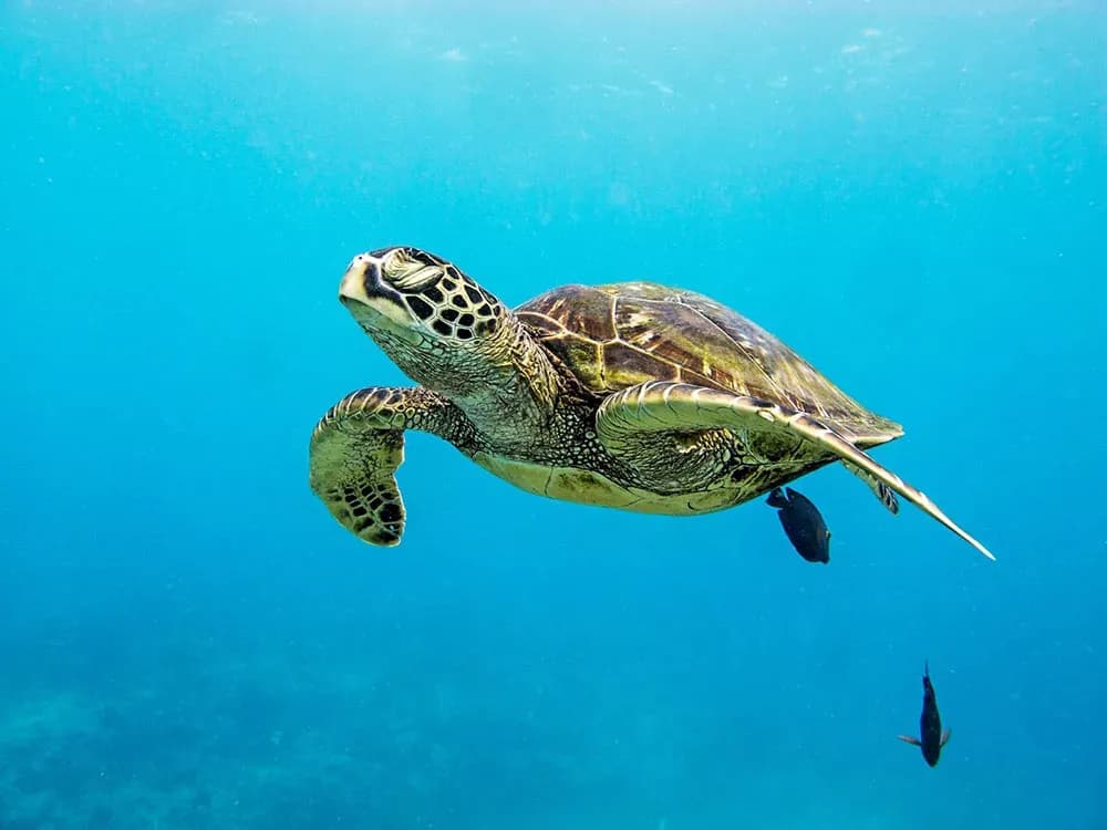 Hawaiian Sea Turtles Hold Their Breath