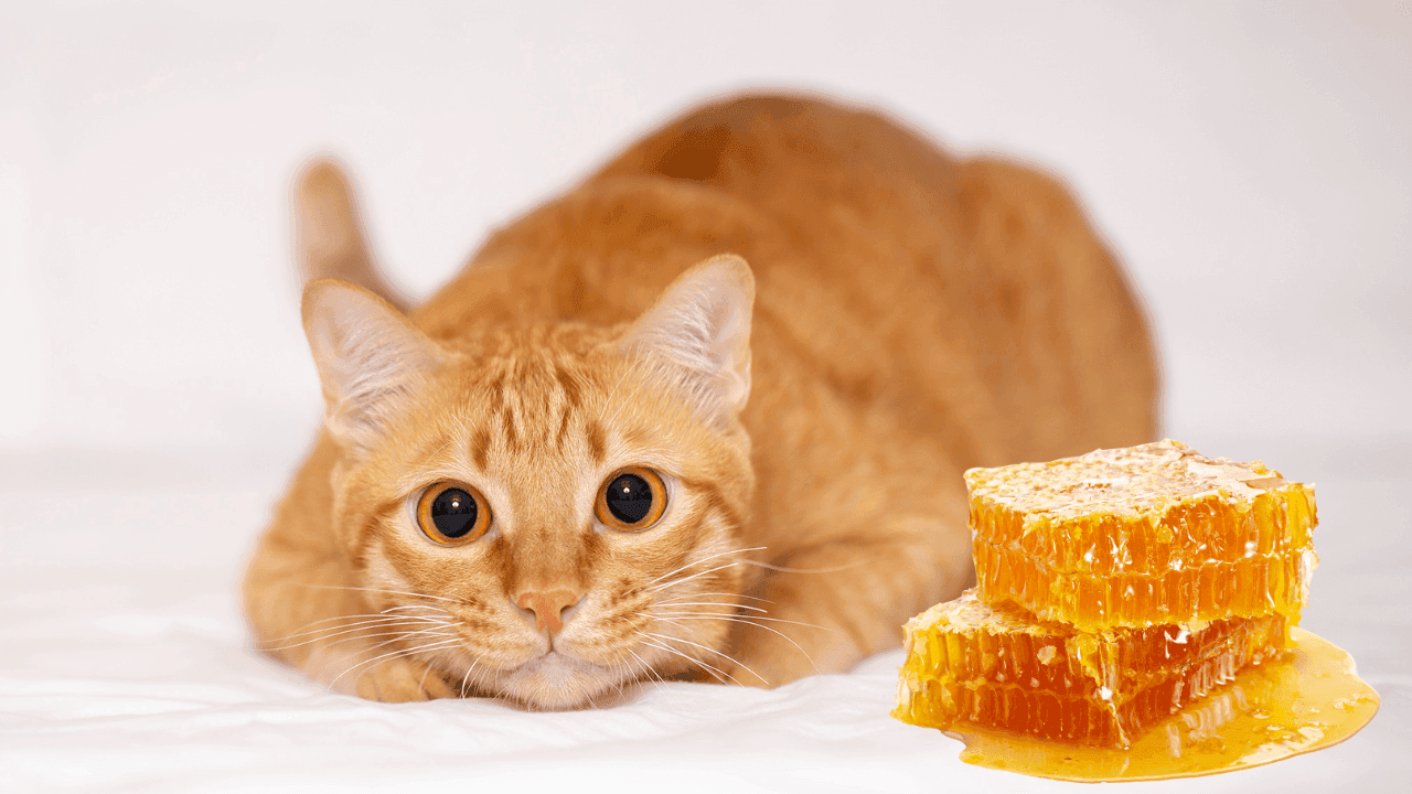 Can Cats Eat Honey?