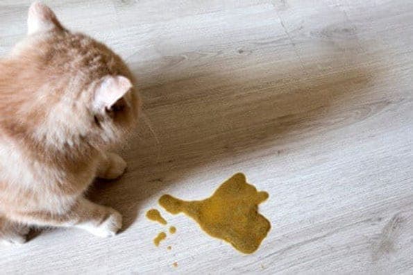 Why Is My Cat Throwing Up Clear Foamy Liquid?