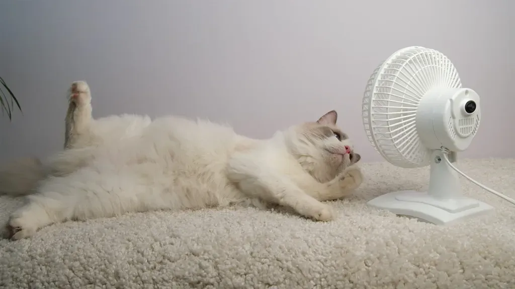 why does my cat slow down in the summer