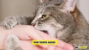 My Cat Bite Me Then Lick Me