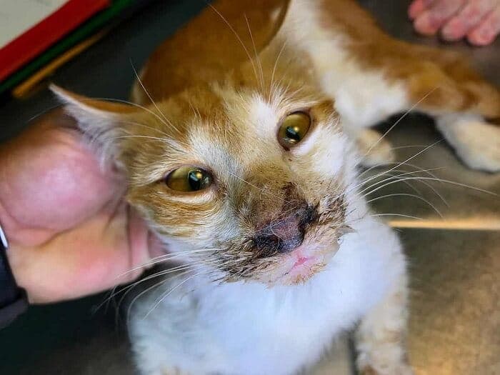why is my cat sneezing blood