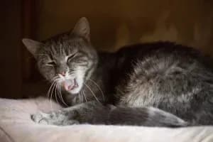 my cat wheezing