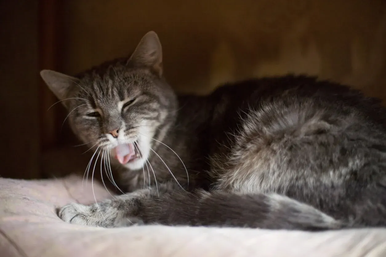 why is my cat wheezing?