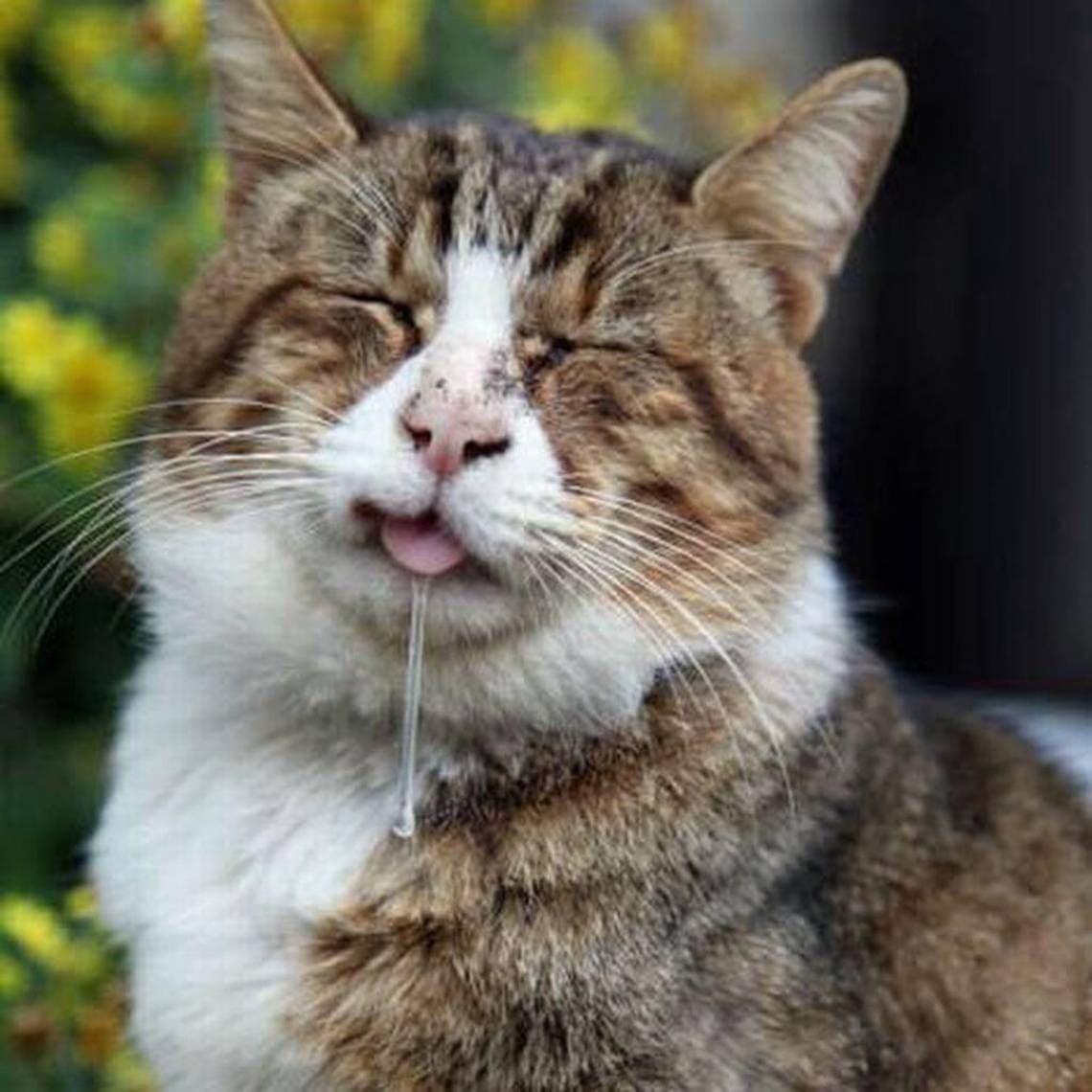 why is my cat drooling thick saliva