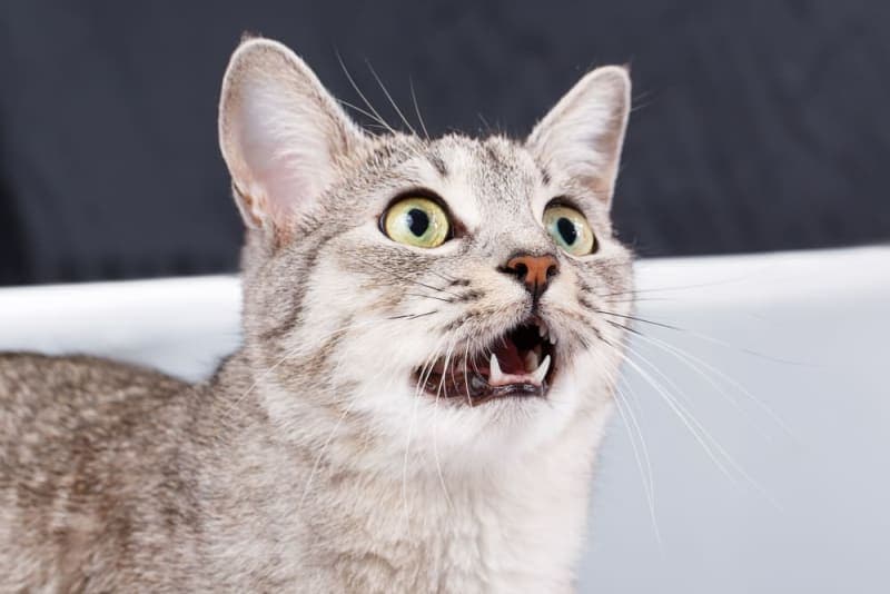 why is my cats meow raspy
