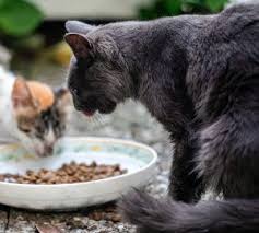 why is my cat suddenly food aggressive