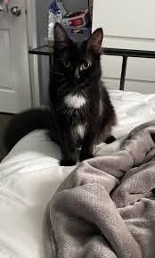 why does my female cat pee on my bed
