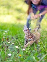 why does my cat run away from me