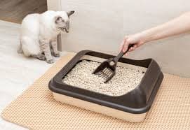 why does my cat have diarrhea but is acting normal