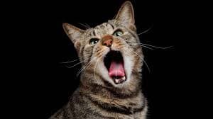 why does my elderly cat yowl