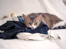 Why Does My Cat Pee on My Clothes?
