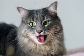Why Is My Cat Breathing Fast?